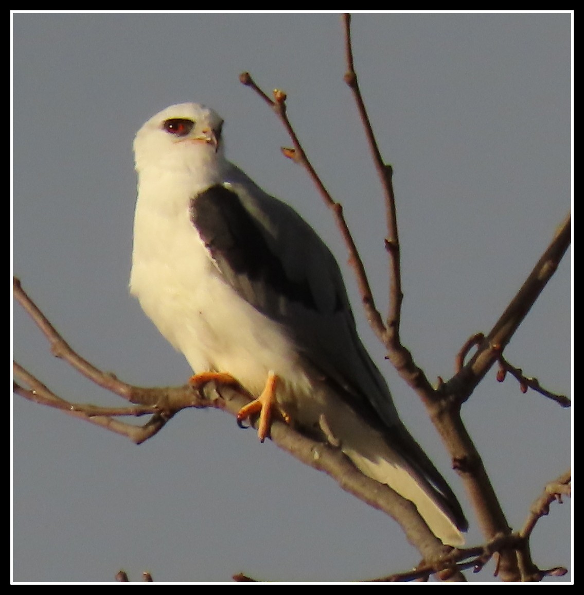 White-tailed Kite - ML200181371