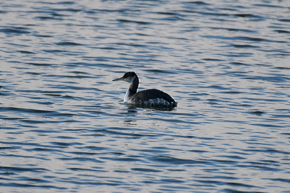 Red-necked Grebe - ML200182421