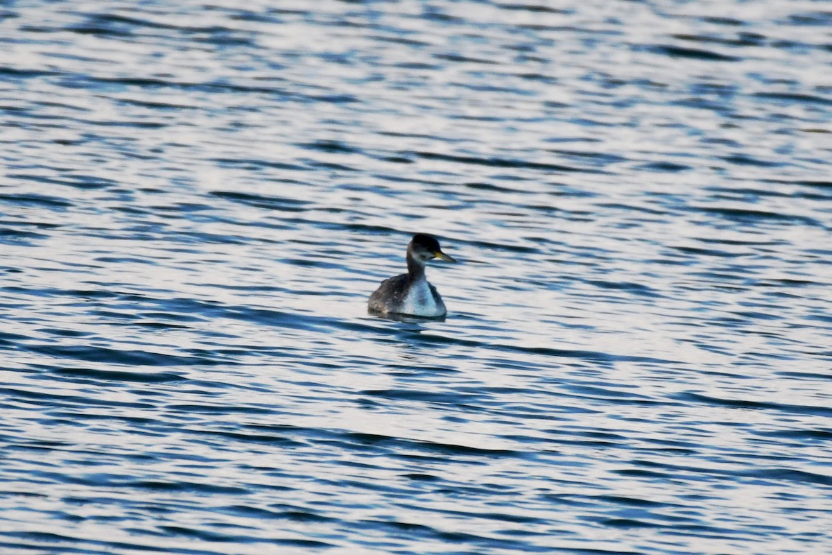 Red-necked Grebe - ML200182571