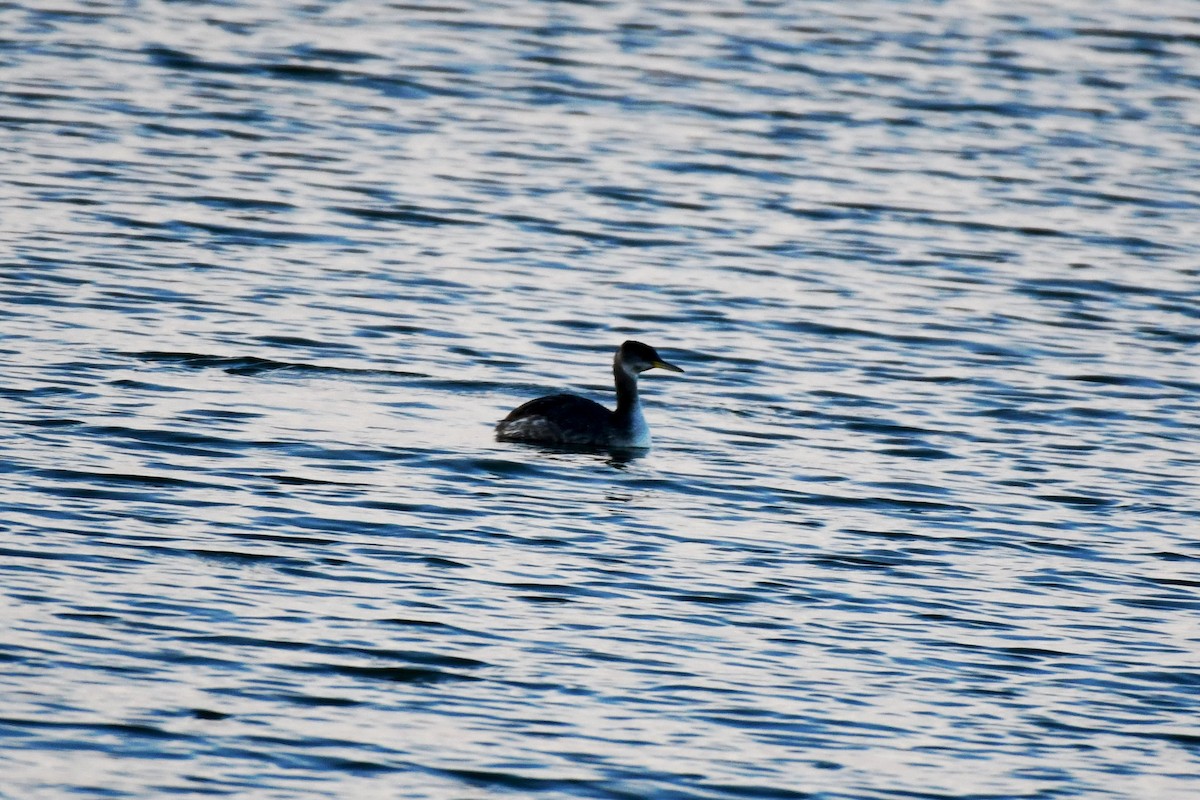 Red-necked Grebe - ML200182581