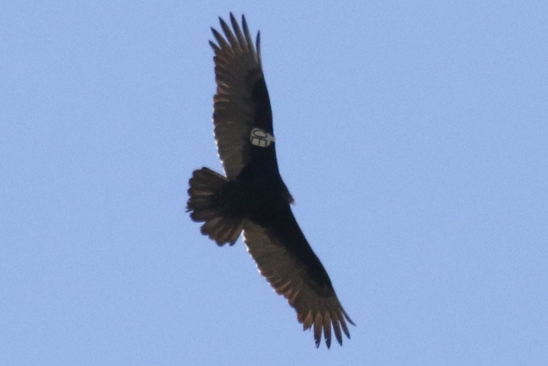 Turkey Vulture - ML200187451