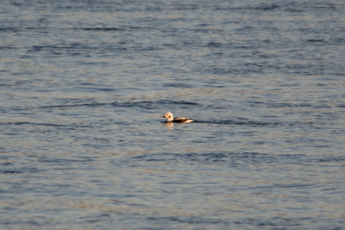Long-tailed Duck - Kenny Miller