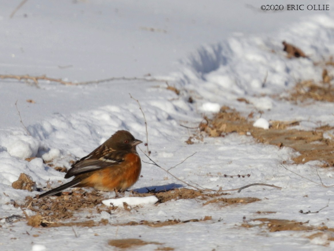 Spotted Towhee - ML200197541