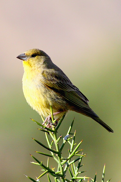 Greenish Yellow-Finch - ML200204121