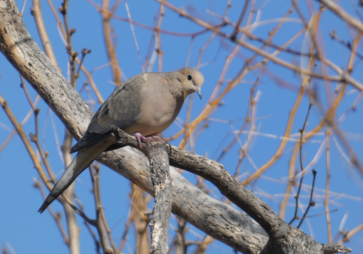 Mourning Dove - Christopher Rustay