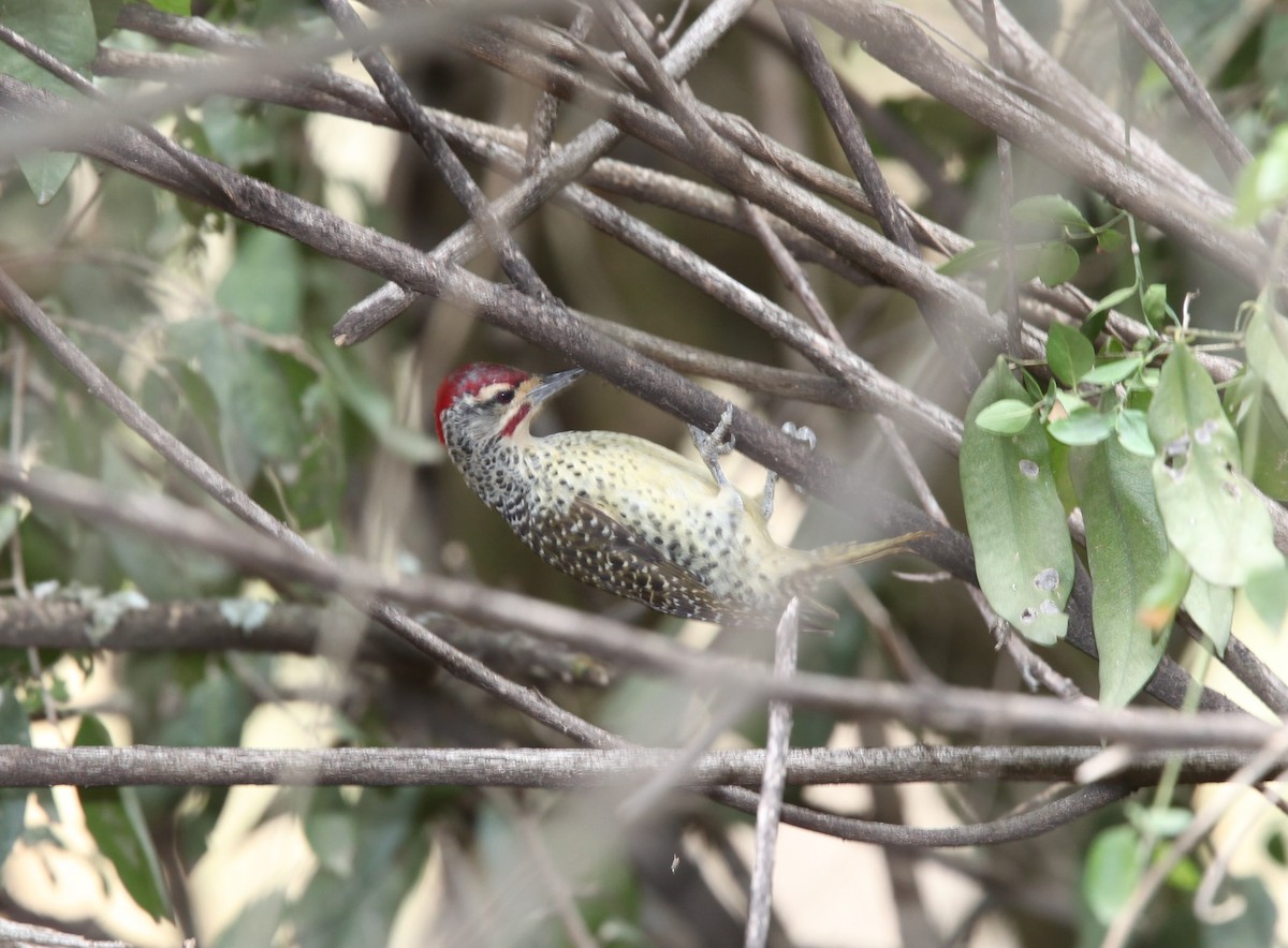Nubian Woodpecker - ML200210431