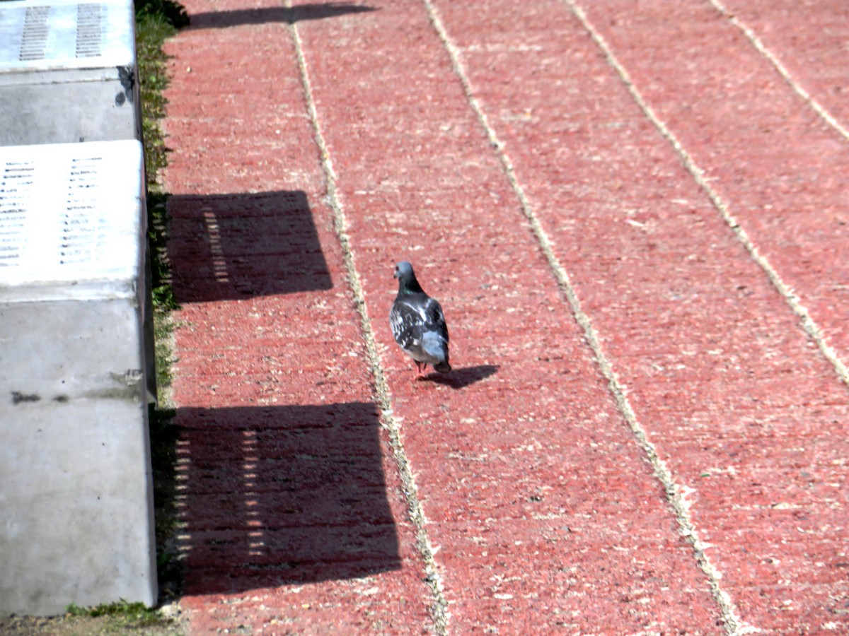Rock Pigeon (Feral Pigeon) - ML200212721