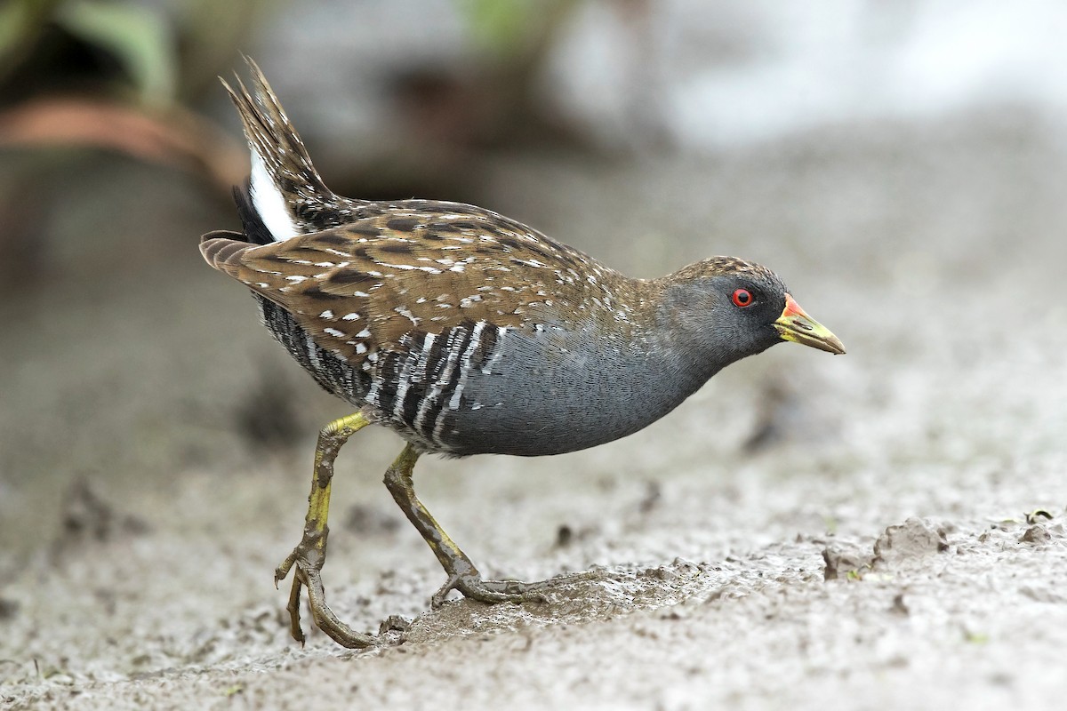 Australian Crake - ML200224641