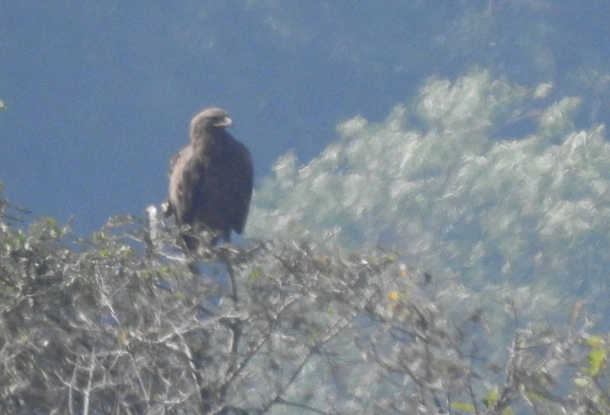 Greater Spotted Eagle - ML200225821