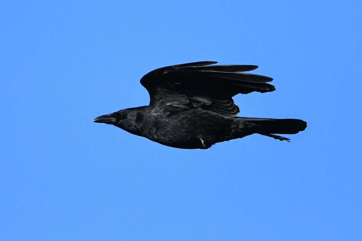 vrána černá - ML200229121