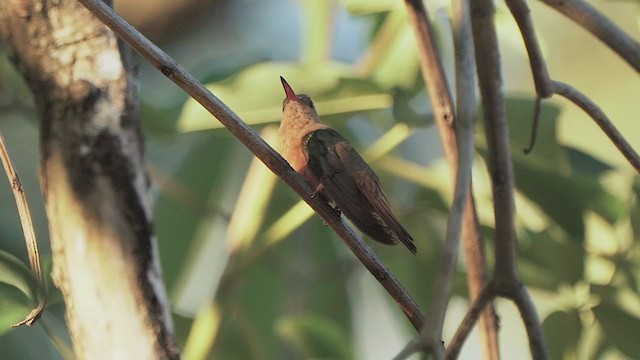 Cinnamon Hummingbird - ML200229921