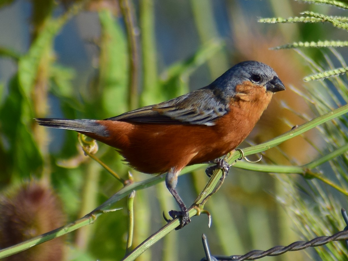 Tawny-bellied Seedeater - ML200235381