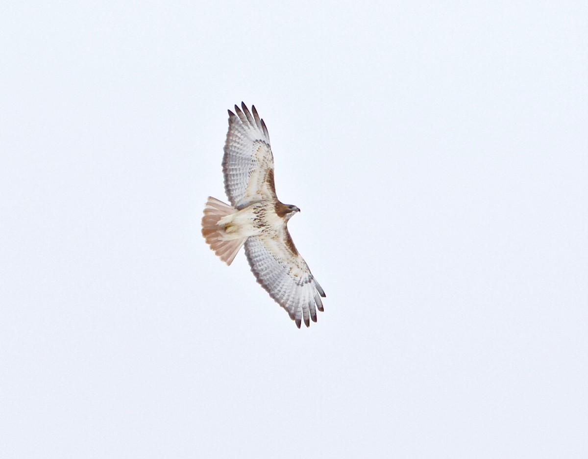 Red-tailed Hawk - ML200236101