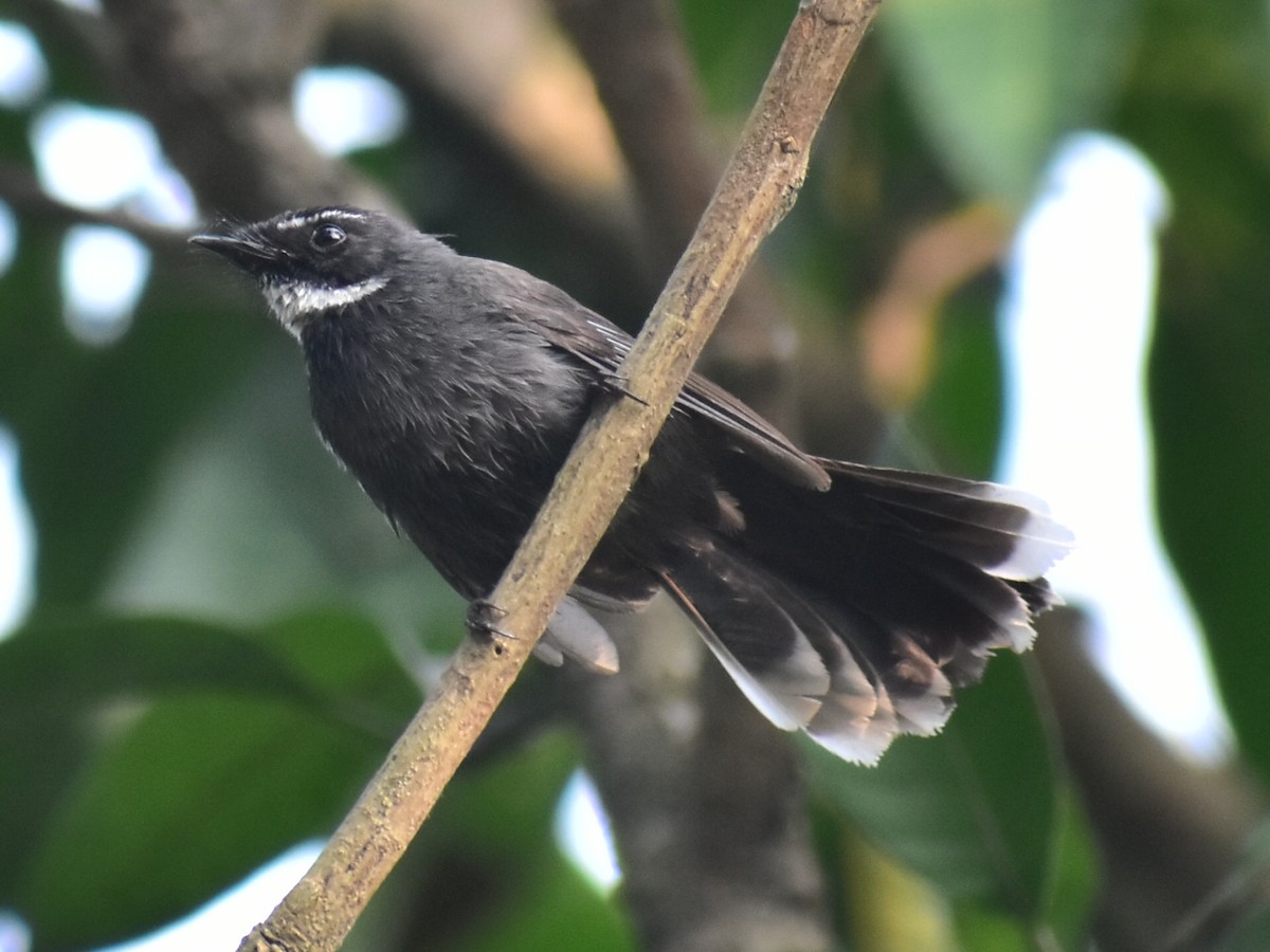White-throated Fantail - ML200237641