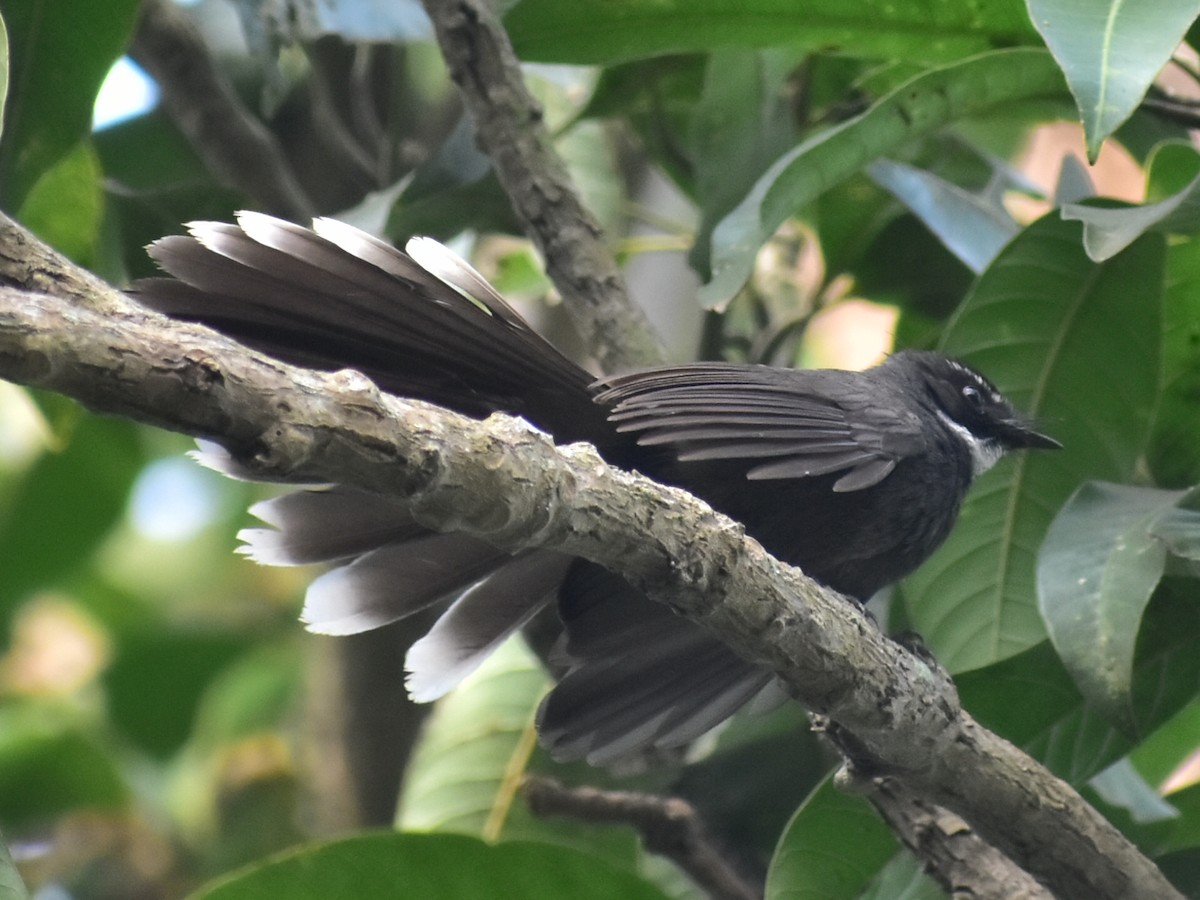 White-throated Fantail - ML200237661