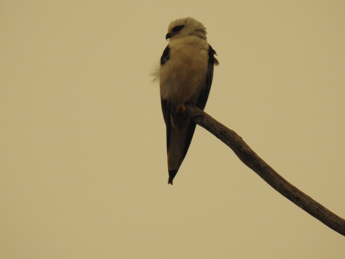 Black-shouldered Kite - Josip Turkalj