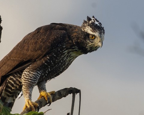 Black Hawk-Eagle - Spizaetus tyrannus - Media Search - Macaulay