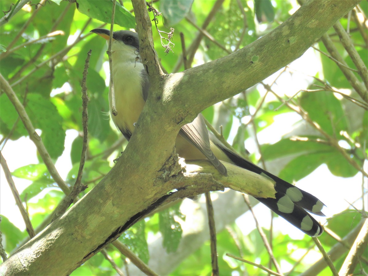 Mangrove Cuckoo - ML200244161
