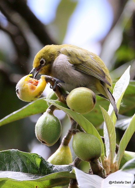 Feeding on fruit. - Heuglin's White-eye (Ethiopian) - 