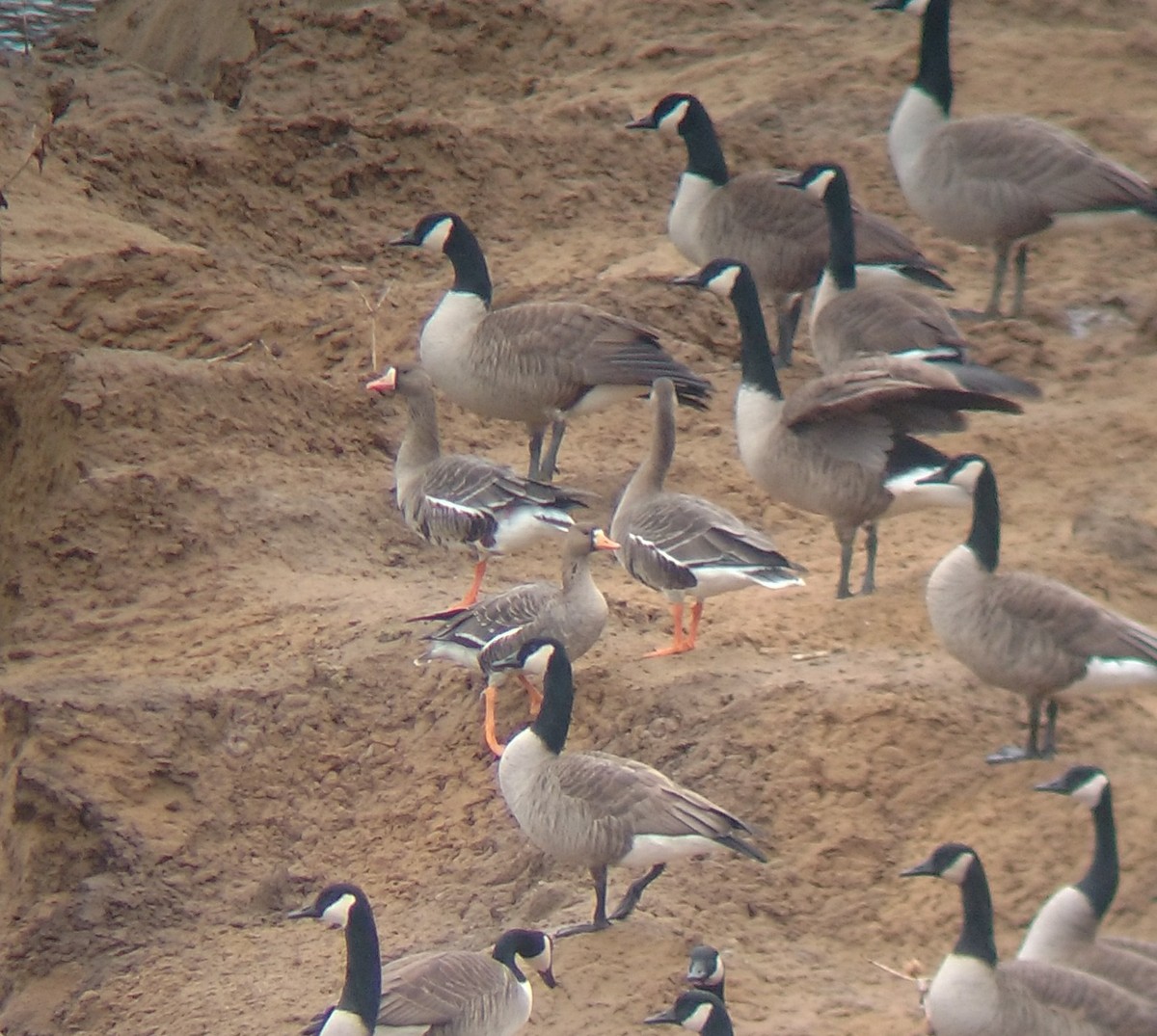 Greater White-fronted Goose - ML200245411
