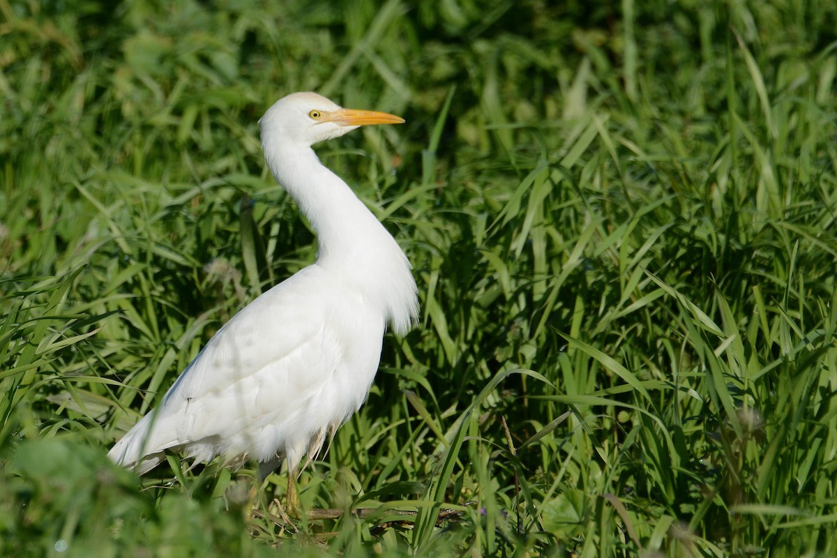 Western Cattle Egret - Itamar Donitza