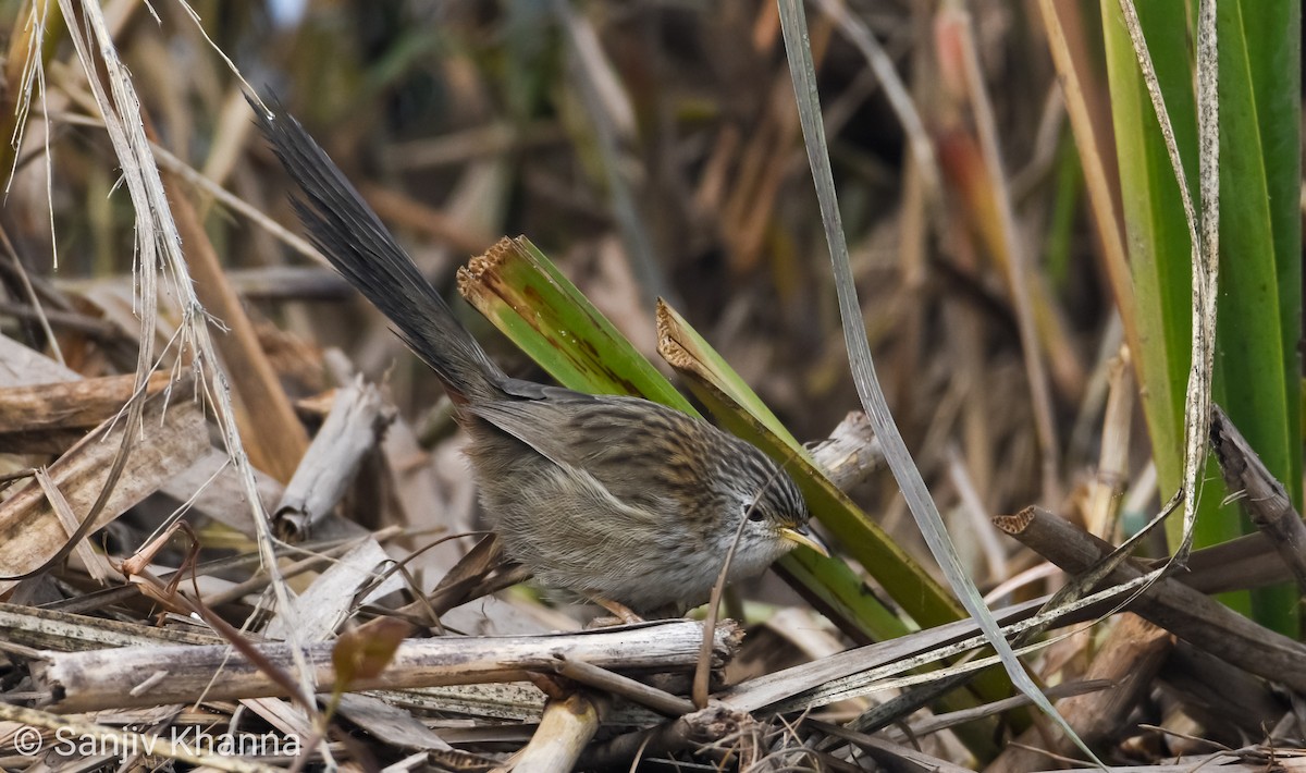 Rufous-vented Grass Babbler - ML200249701