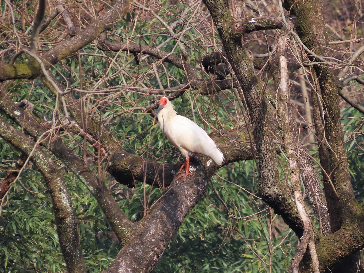 Crested Ibis - ML200251671