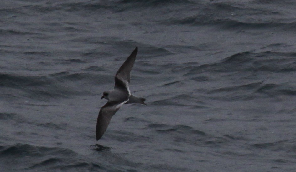 Fork-tailed Storm-Petrel - ML200252681