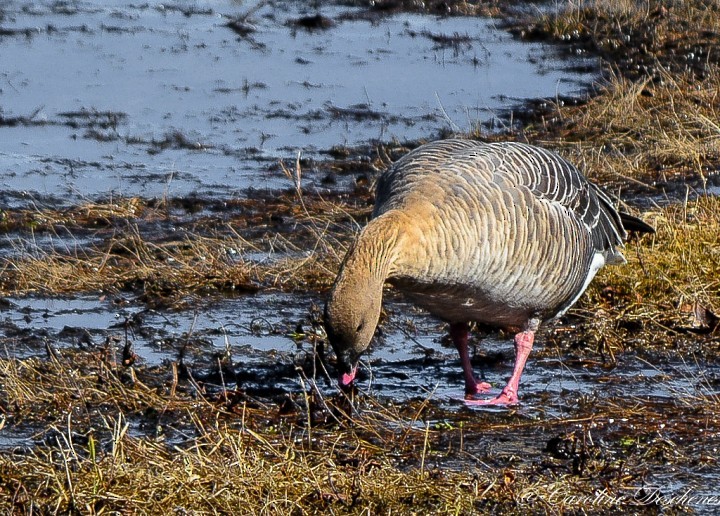 Pink-footed Goose - Roger Turgeon
