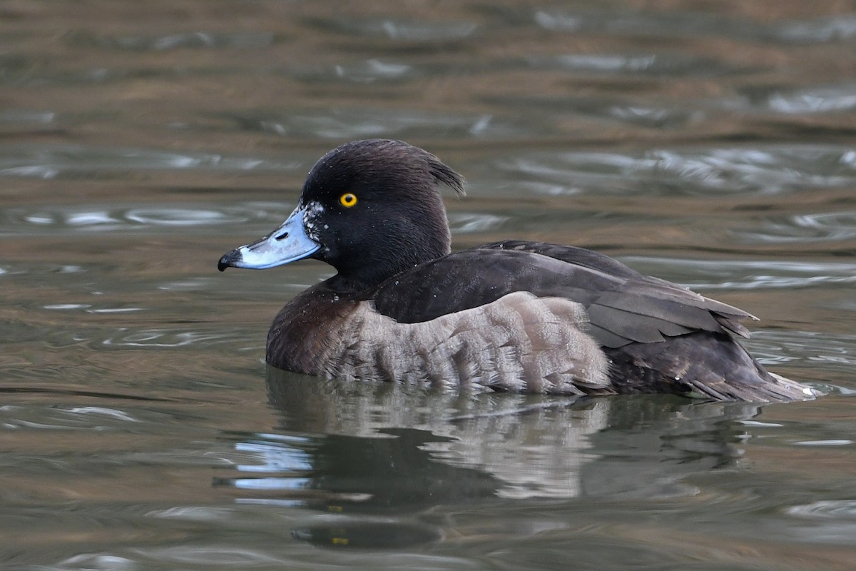 Tufted Duck - ML200256281