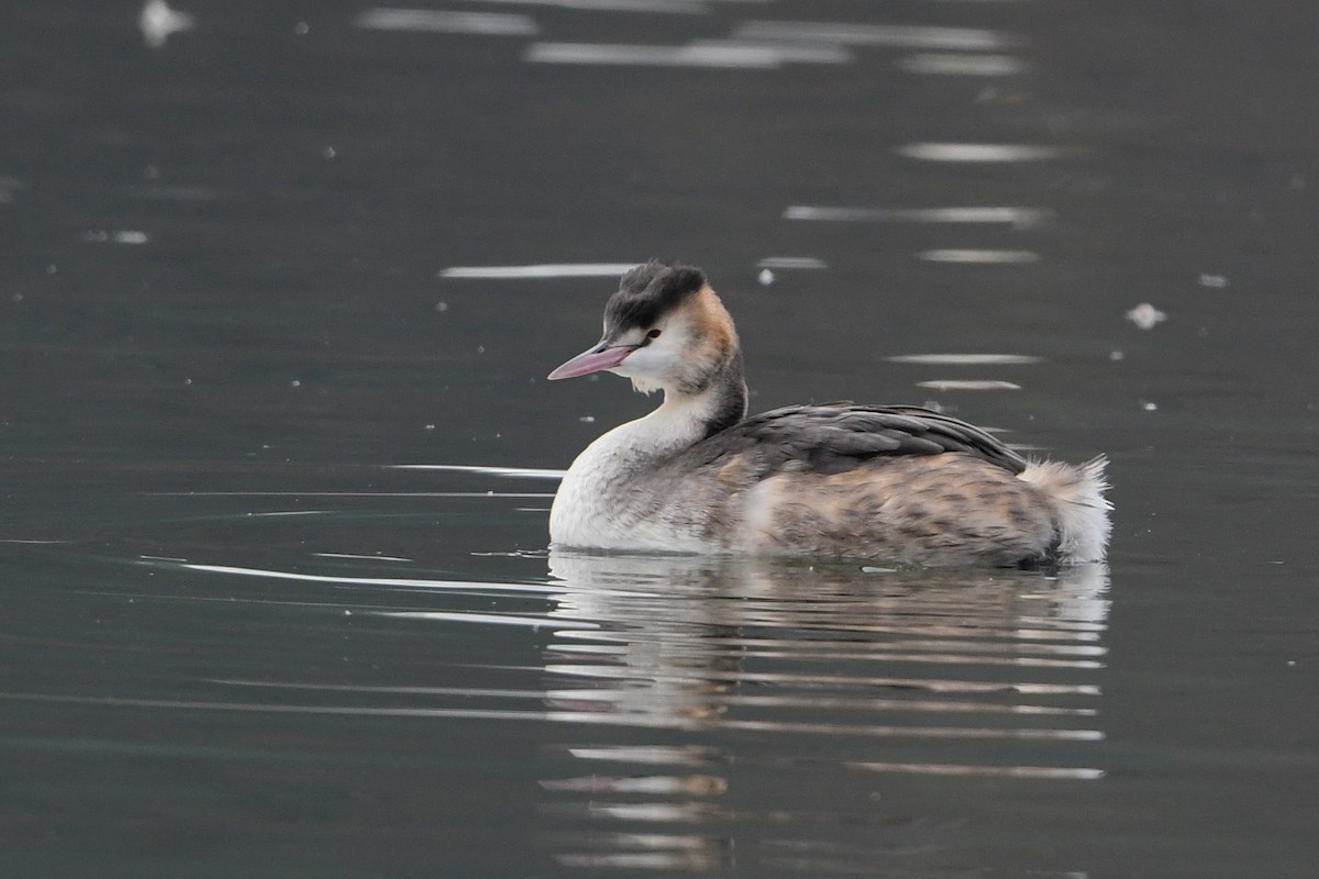 Great Crested Grebe - ML200256301
