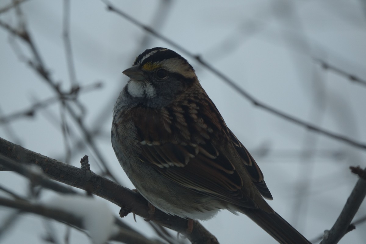 White-throated Sparrow - Sean Hatch