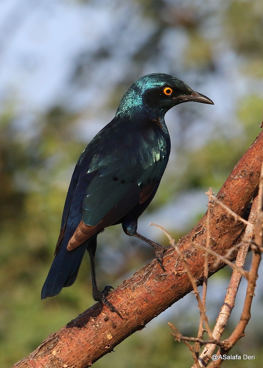 Greater Blue-eared Starling - ML200257861