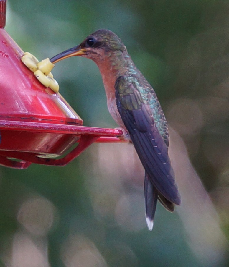 kolibřík ryšavoocasý - ML200260421