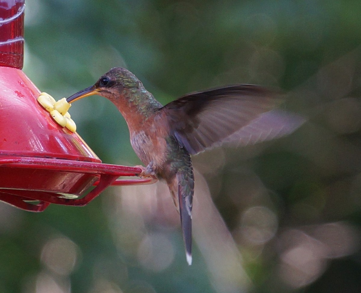 kolibřík ryšavoocasý - ML200260501