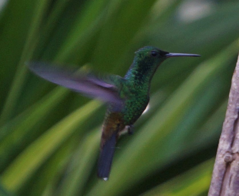Copper-rumped Hummingbird - Nicholas Acheson