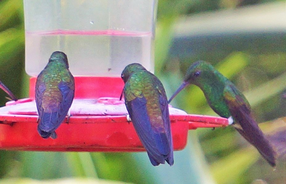 Copper-rumped Hummingbird - ML200261321