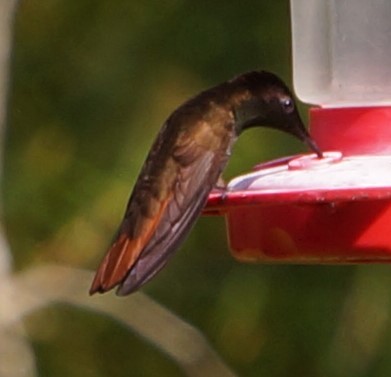 kolibřík červenohlavý - ML200261571