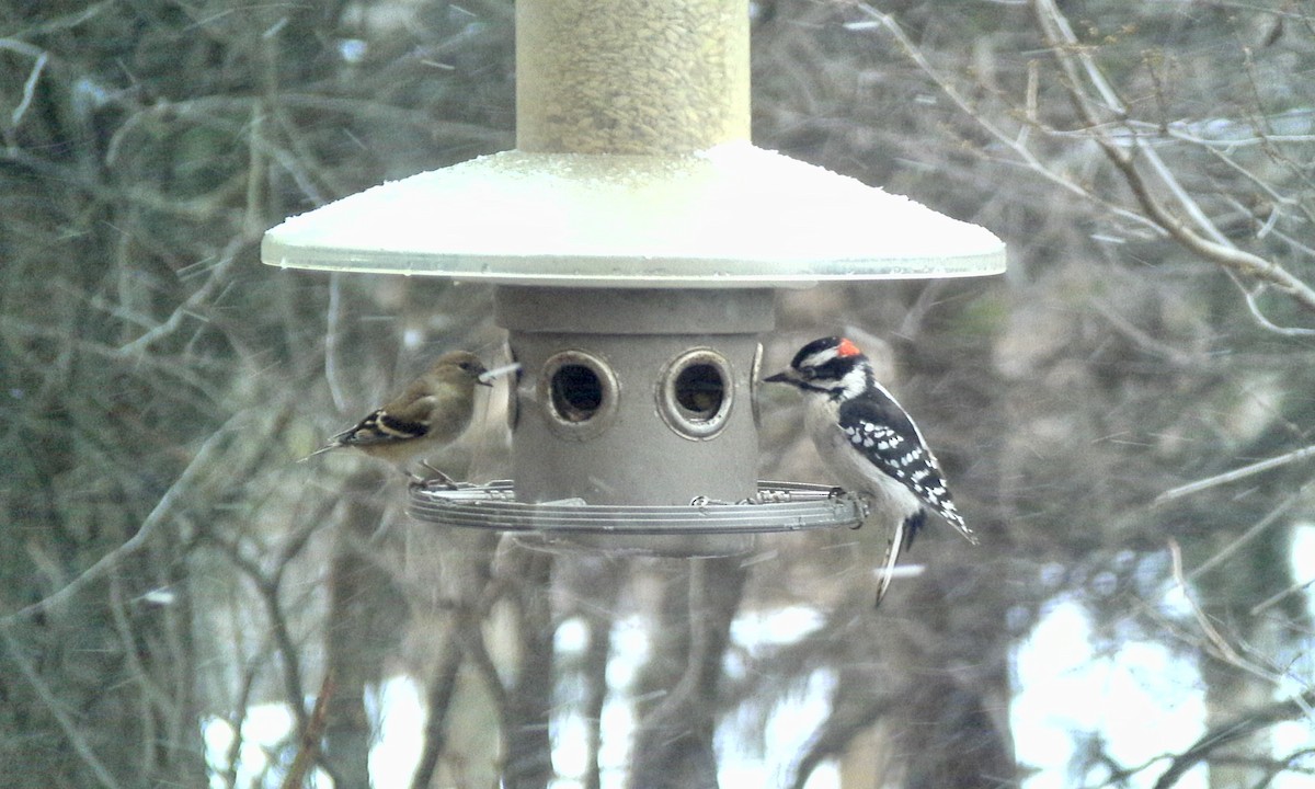 Downy Woodpecker (Eastern) - ML200262031