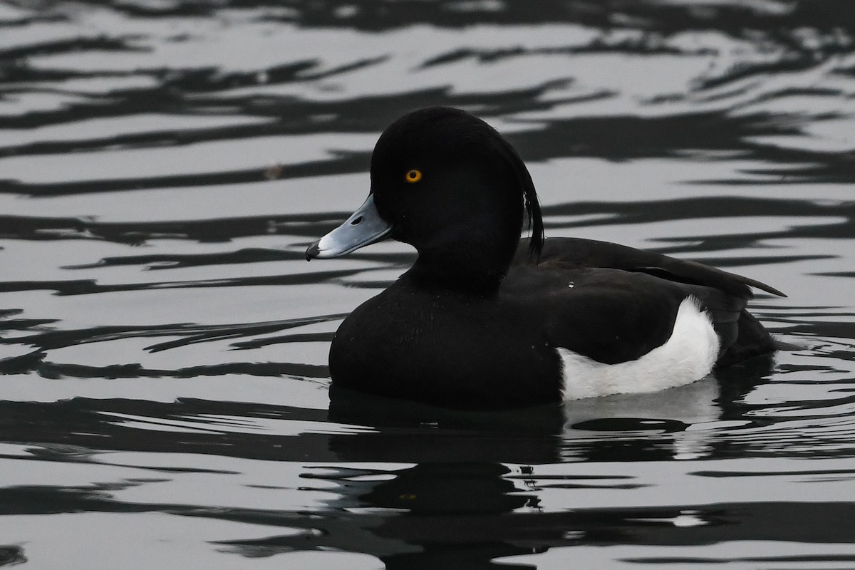 Tufted Duck - ML200262651