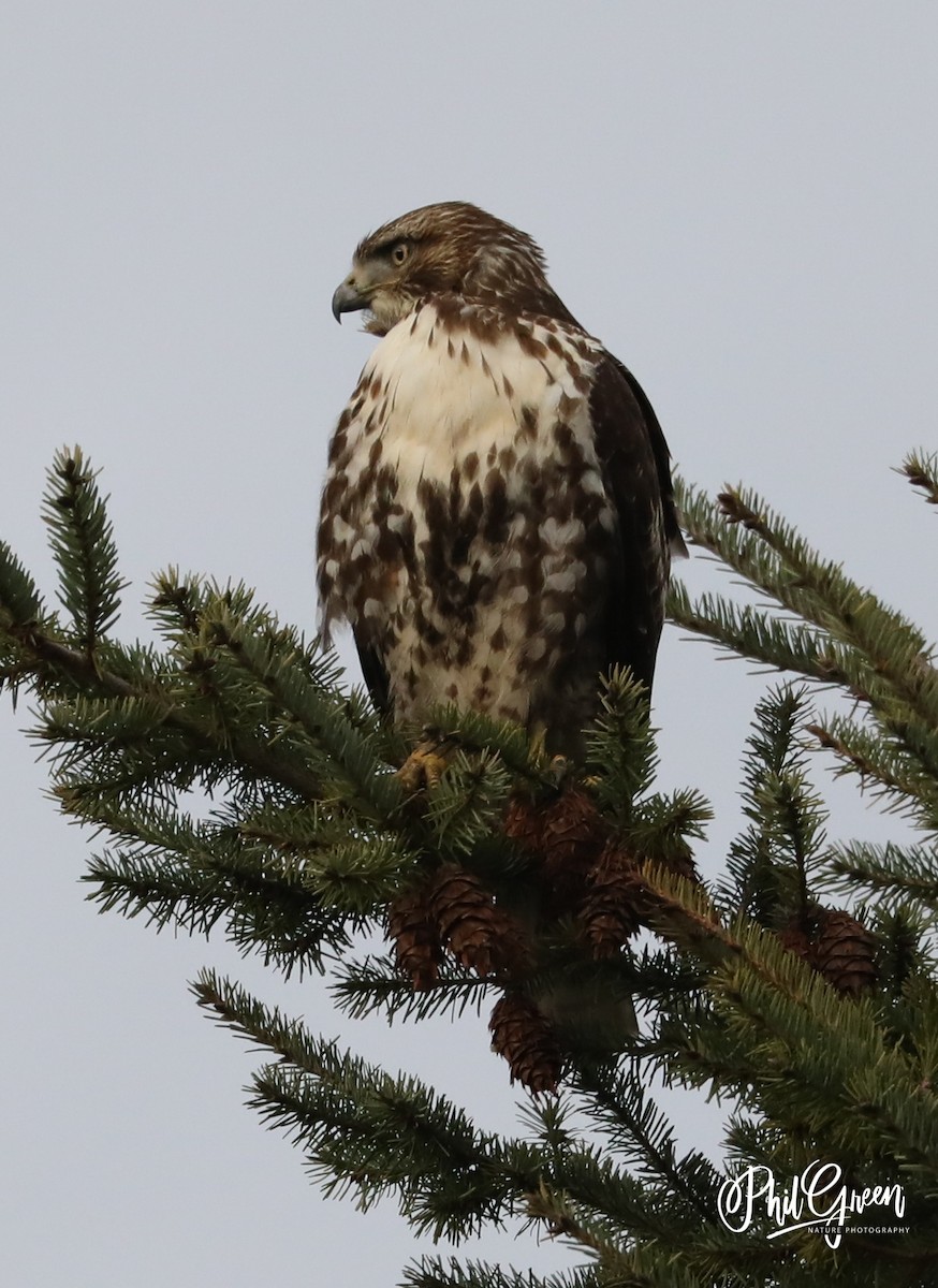 Red-tailed Hawk (calurus/alascensis) - Phil Green