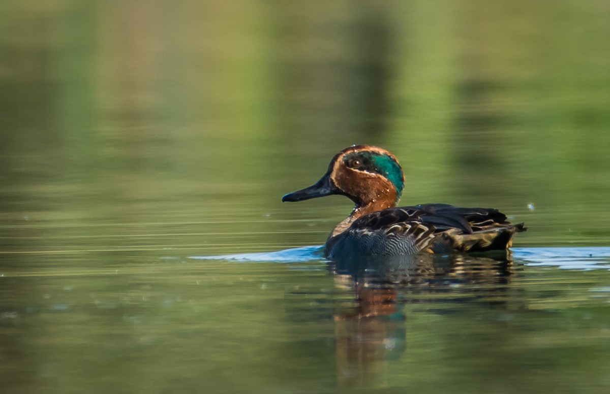 Green-winged Teal - ML200267911