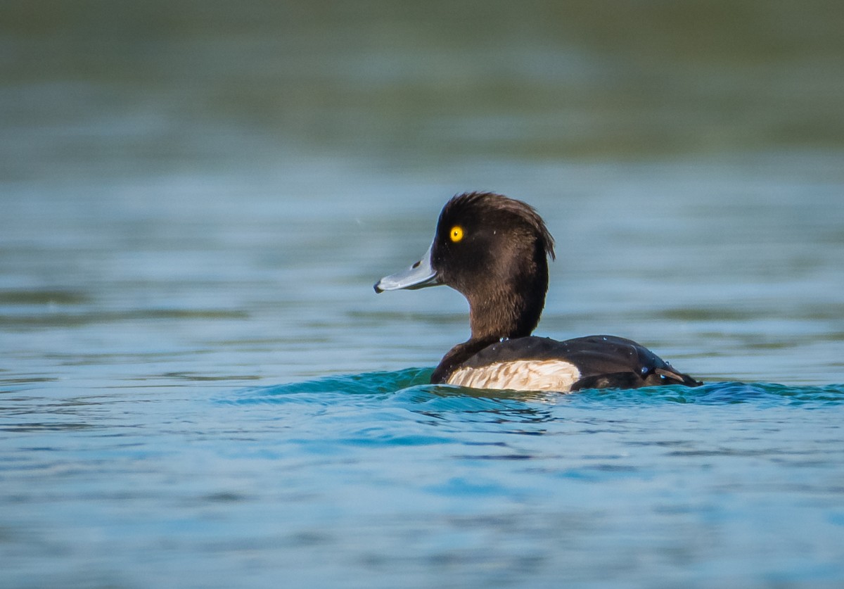 Tufted Duck - ML200267941