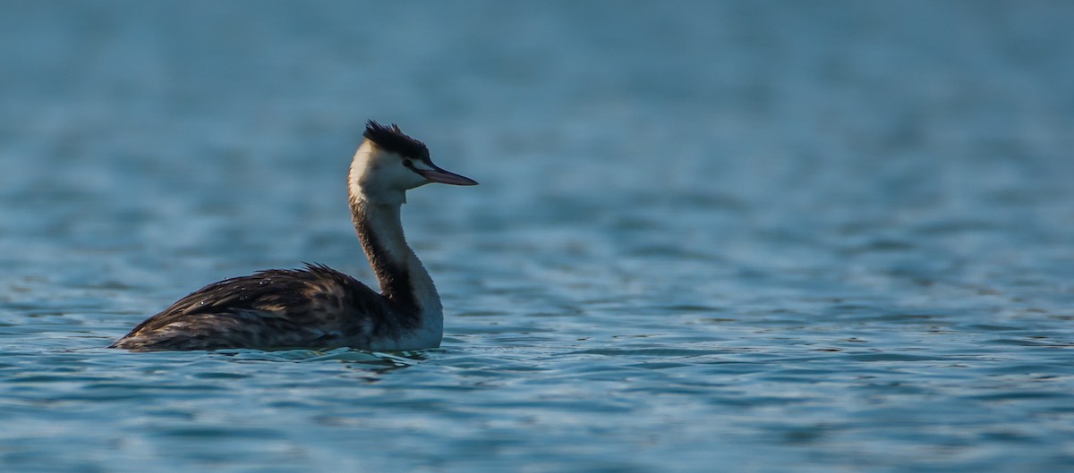 Great Crested Grebe - ML200268071