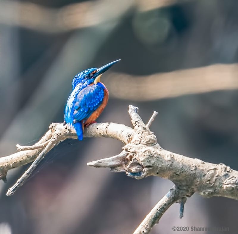 Blue-eared Kingfisher - ML200270941