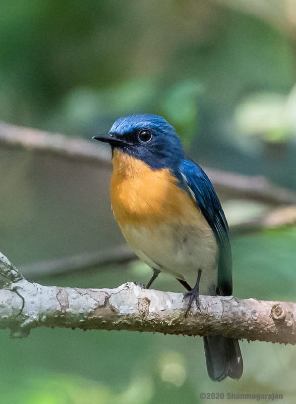 Tickell's Blue Flycatcher - Anonymous