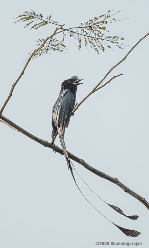 Greater Racket-tailed Drongo - ML200271931