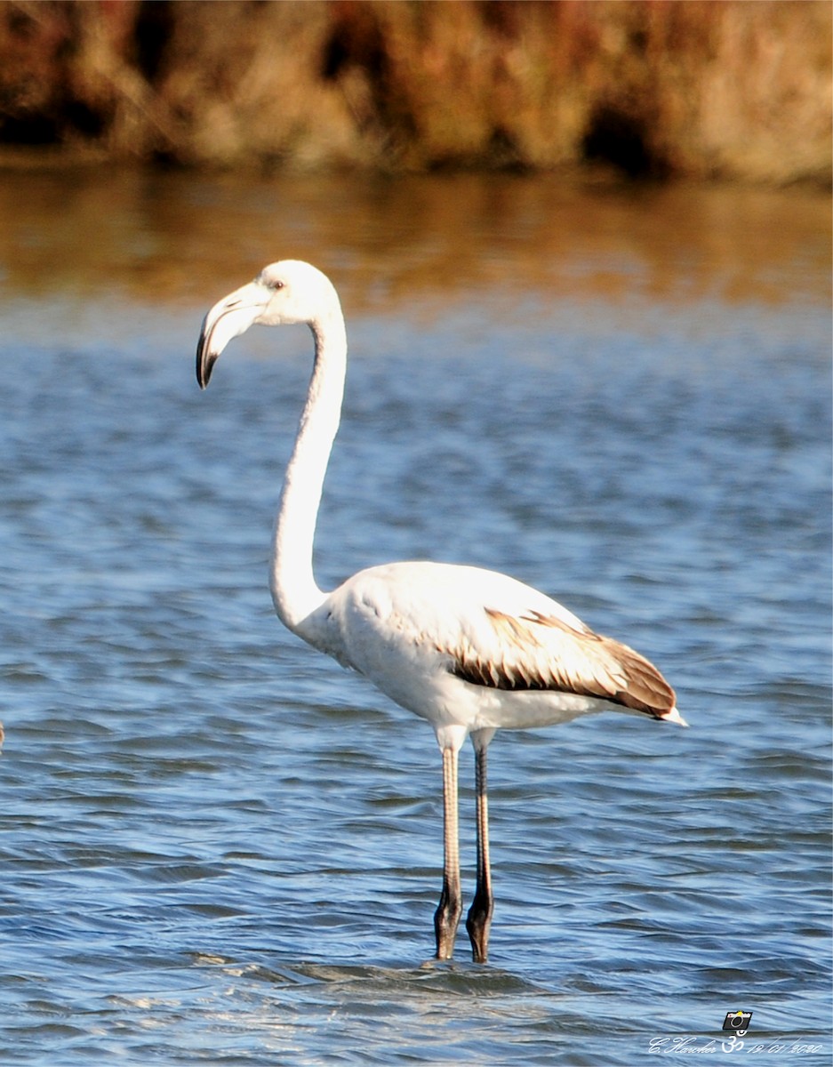 Greater Flamingo - Carl  Hawker