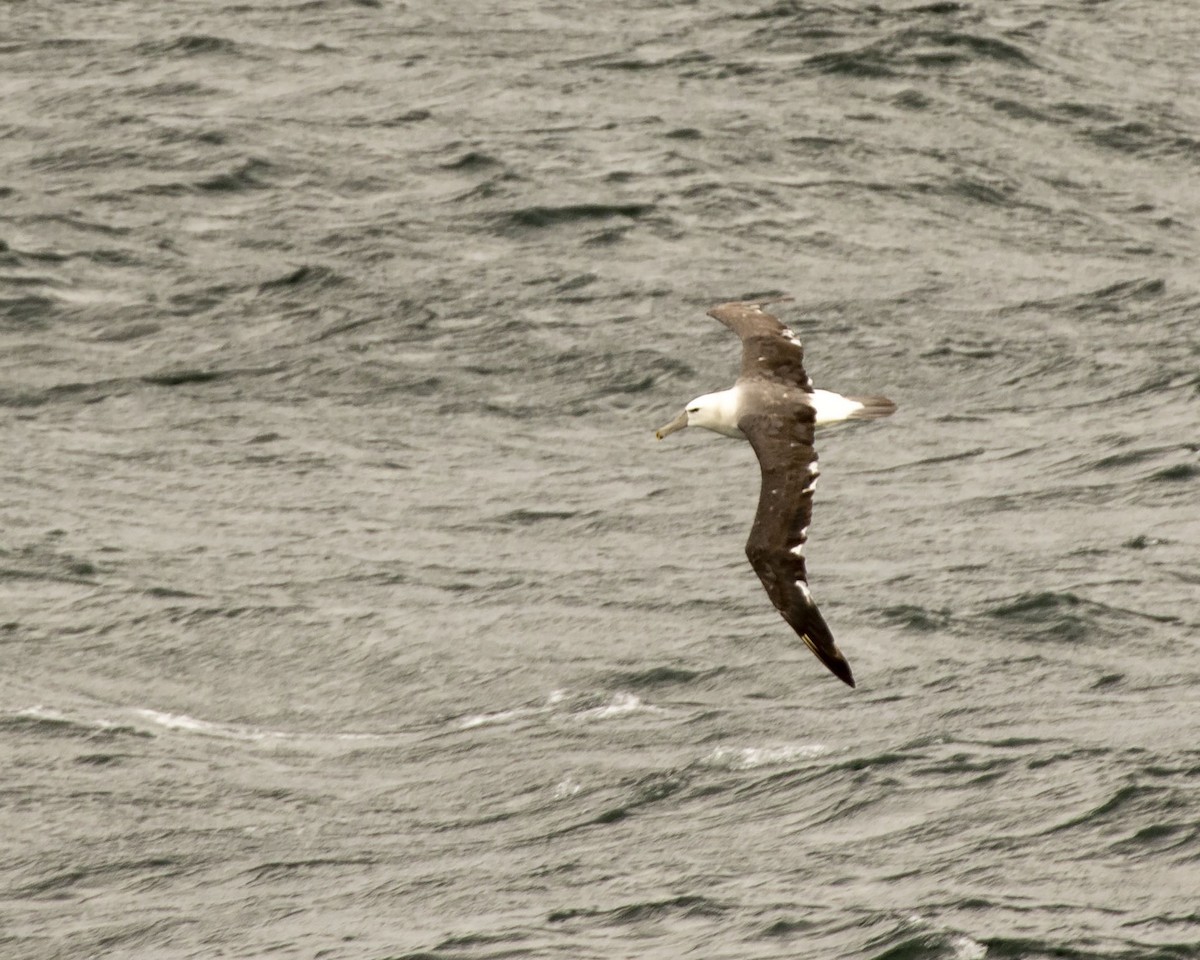 White-capped Albatross - Paul Farrell