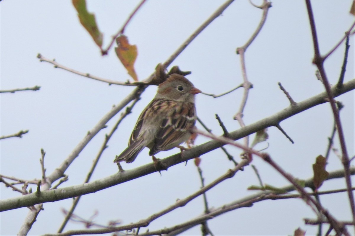 Field Sparrow - ML200275461